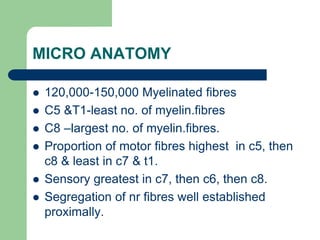 MICRO ANATOMY
 120,000-150,000 Myelinated fibres
 C5 &T1-least no. of myelin.fibres
 C8 –largest no. of myelin.fibres.
 Proportion of motor fibres highest in c5, then
c8 & least in c7 & t1.
 Sensory greatest in c7, then c6, then c8.
 Segregation of nr fibres well established
proximally.
 