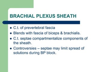 BRACHIAL PLEXUS SHEATH
 C.t. of prevertebral fascia
 Blends with fascia of biceps & brachialis.
 C.t. septae compartmentalize components of
the sheath.
 Controversies – septae may limit spread of
solutions during BP block.
 