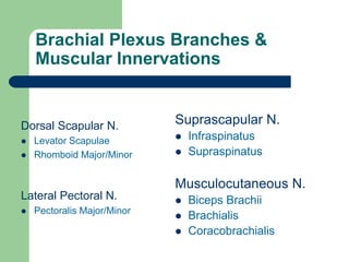 Brachial Plexus Branches &
Muscular Innervations
Dorsal Scapular N.
 Levator Scapulae
 Rhomboid Major/Minor
Lateral Pectoral N.
 Pectoralis Major/Minor
Suprascapular N.
 Infraspinatus
 Supraspinatus
Musculocutaneous N.
 Biceps Brachii
 Brachialis
 Coracobrachialis
 