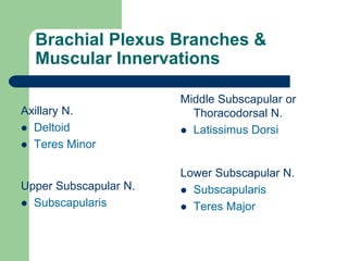 Brachial Plexus Branches &
Muscular Innervations
Axillary N.
 Deltoid
 Teres Minor
Upper Subscapular N.
 Subscapularis
Middle Subscapular or
Thoracodorsal N.
 Latissimus Dorsi
Lower Subscapular N.
 Subscapularis
 Teres Major
 