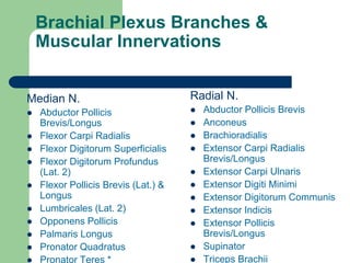Brachial Plexus Branches &
Muscular Innervations
Median N.
 Abductor Pollicis
Brevis/Longus
 Flexor Carpi Radialis
 Flexor Digitorum Superficialis
 Flexor Digitorum Profundus
(Lat. 2)
 Flexor Pollicis Brevis (Lat.) &
Longus
 Lumbricales (Lat. 2)
 Opponens Pollicis
 Palmaris Longus
 Pronator Quadratus
 Pronator Teres *
Radial N.
 Abductor Pollicis Brevis
 Anconeus
 Brachioradialis
 Extensor Carpi Radialis
Brevis/Longus
 Extensor Carpi Ulnaris
 Extensor Digiti Minimi
 Extensor Digitorum Communis
 Extensor Indicis
 Extensor Pollicis
Brevis/Longus
 Supinator
 Triceps Brachii
 
