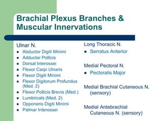 Brachial Plexus Branches &
Muscular Innervations
Ulnar N.
 Abductor Digiti Minimi
 Adductor Pollicis
 Dorsal Interossei
 Flexor Carpi Ulnaris
 Flexor Digiti Minimi
 Flexor Digitorum Profundus
(Med. 2)
 Flexor Pollicis Brevis (Med.)
 Lumbricals (Med. 2)
 Opponens Digiti Minimi
 Palmar Interossei
Long Thoracic N.
 Serratus Anterior
Medial Pectoral N.
 Pectoralis Major
Medial Brachial Cutaneous N.
(sensory)
Medial Antebrachial
Cutaneous N. (sensory)
 