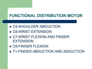 FUNCTIONAL DISTRIBUTION MOTOR
 C5-SHOULDER ABDUCTION
 C6-WRIST EXTENSION
 C7-WRIST FLEXION AND FINGER
EXTENSION
 C8-FINGER FLEXION
 T1-FINGER ABDUCTION AND ADDUCTION
 