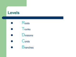 Levels
 Roots
 Trunks
 Divisions
 Cords
 Branches
 