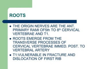 ROOTS
 THE ORIGIN NERVES ARE THE ANT.
PRIMARY RAMI OF5th TO 8th CERVICAL
VERTEBRAE AND T1.
 ROOTS EMERGE FROM THE
TRANSVERSE PROCESSES OF
CERVICAL VERTEBRAE IMMED. POST. TO
VERTEBRAL ARTERY
 T1:VULNERABLE IN FRACTURE AND
DISLOCATION OF FIRST RIB
 