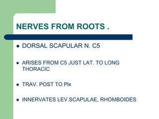 NERVES FROM ROOTS .
 DORSAL SCAPULAR N. C5
 ARISES FROM C5 JUST LAT. TO LONG
THORACIC
 TRAV. POST TO Plx
 INNERVATES LEV.SCAPULAE, RHOMBOIDES
 