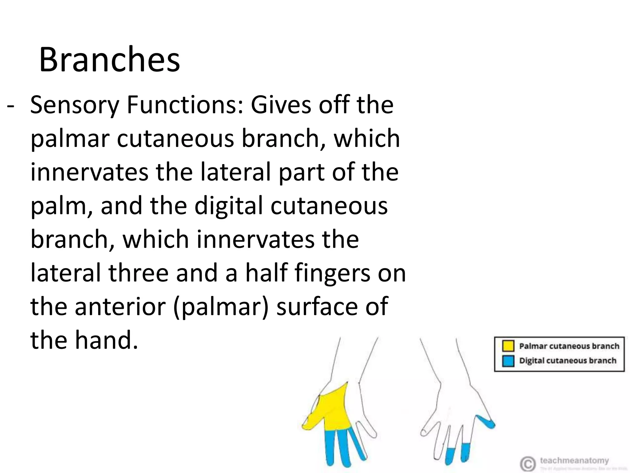 Branches
- Sensory Functions: Gives off the
palmar cutaneous branch, which
innervates the lateral part of the
palm, and the digital cutaneous
branch, which innervates the
lateral three and a half fingers on
the anterior (palmar) surface of
the hand.
 