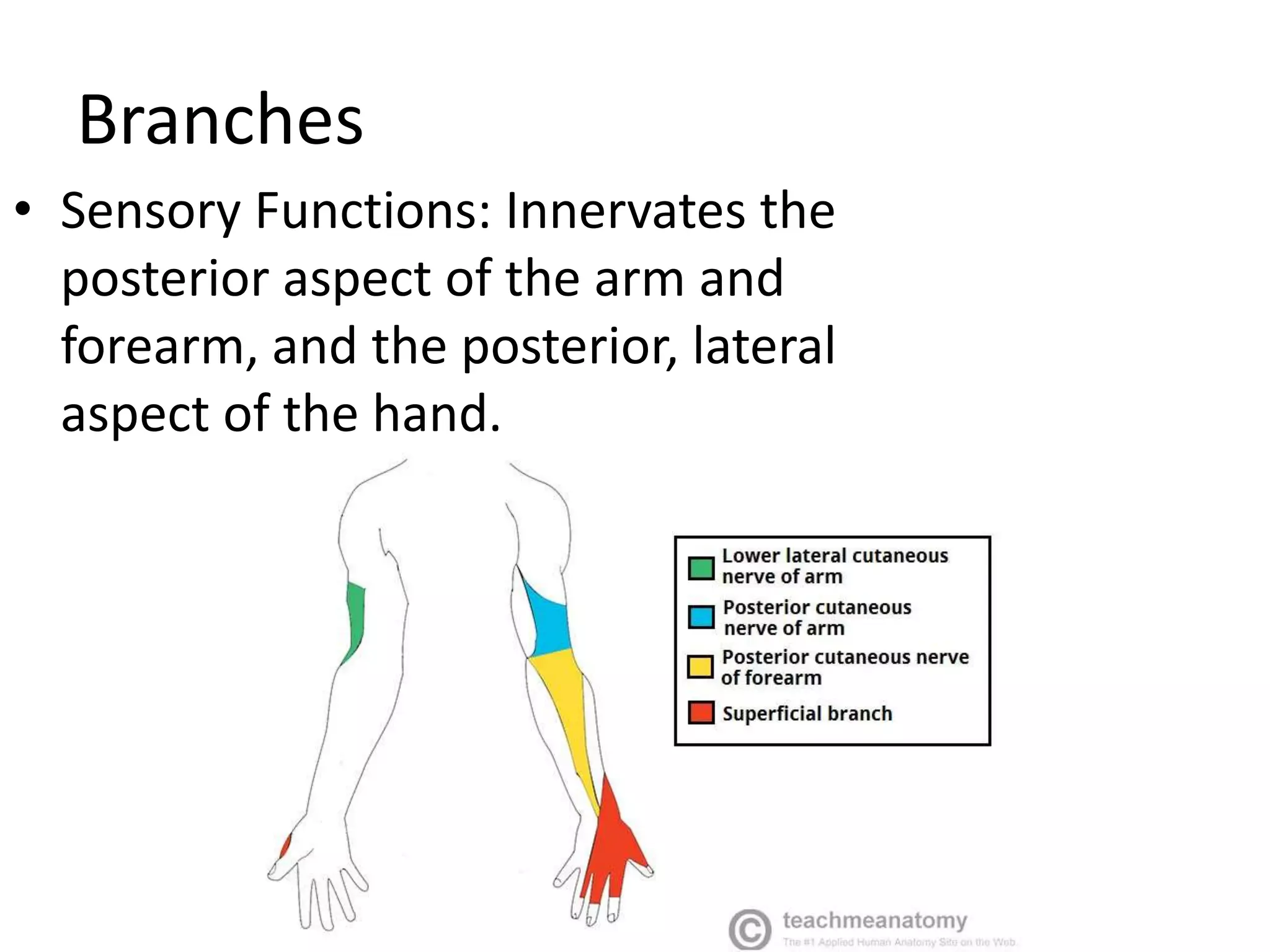Branches
• Sensory Functions: Innervates the
posterior aspect of the arm and
forearm, and the posterior, lateral
aspect of the hand.
 