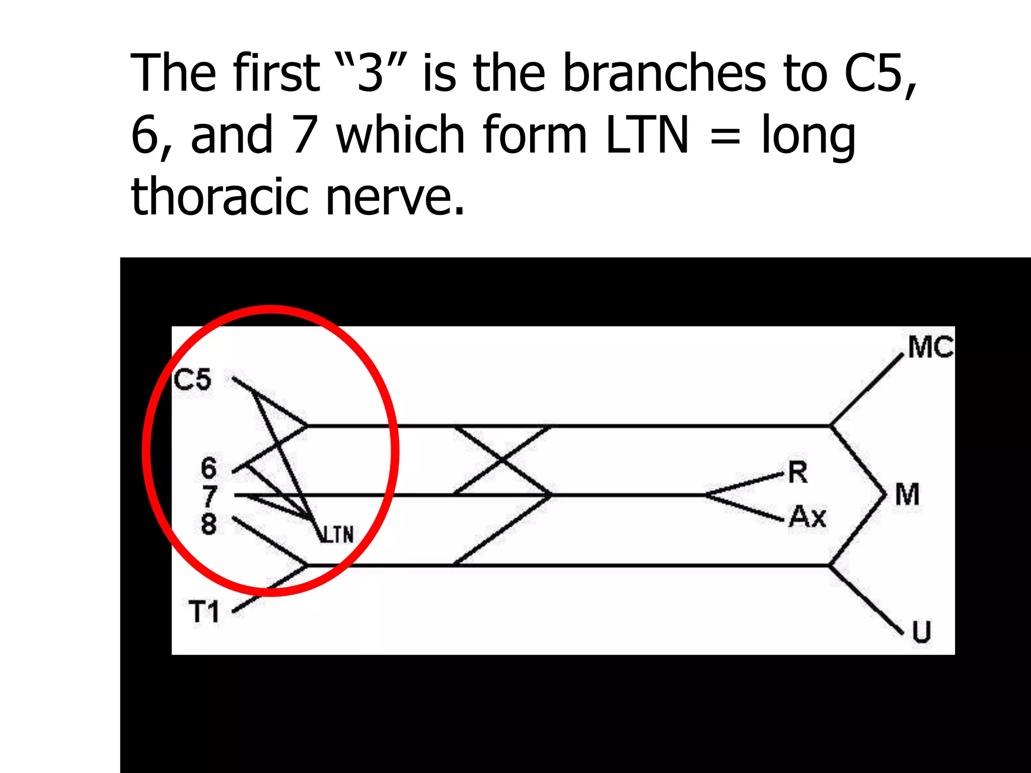 The first “3” is the branches to C5,
6, and 7 which form LTN = long
thoracic nerve.
 
