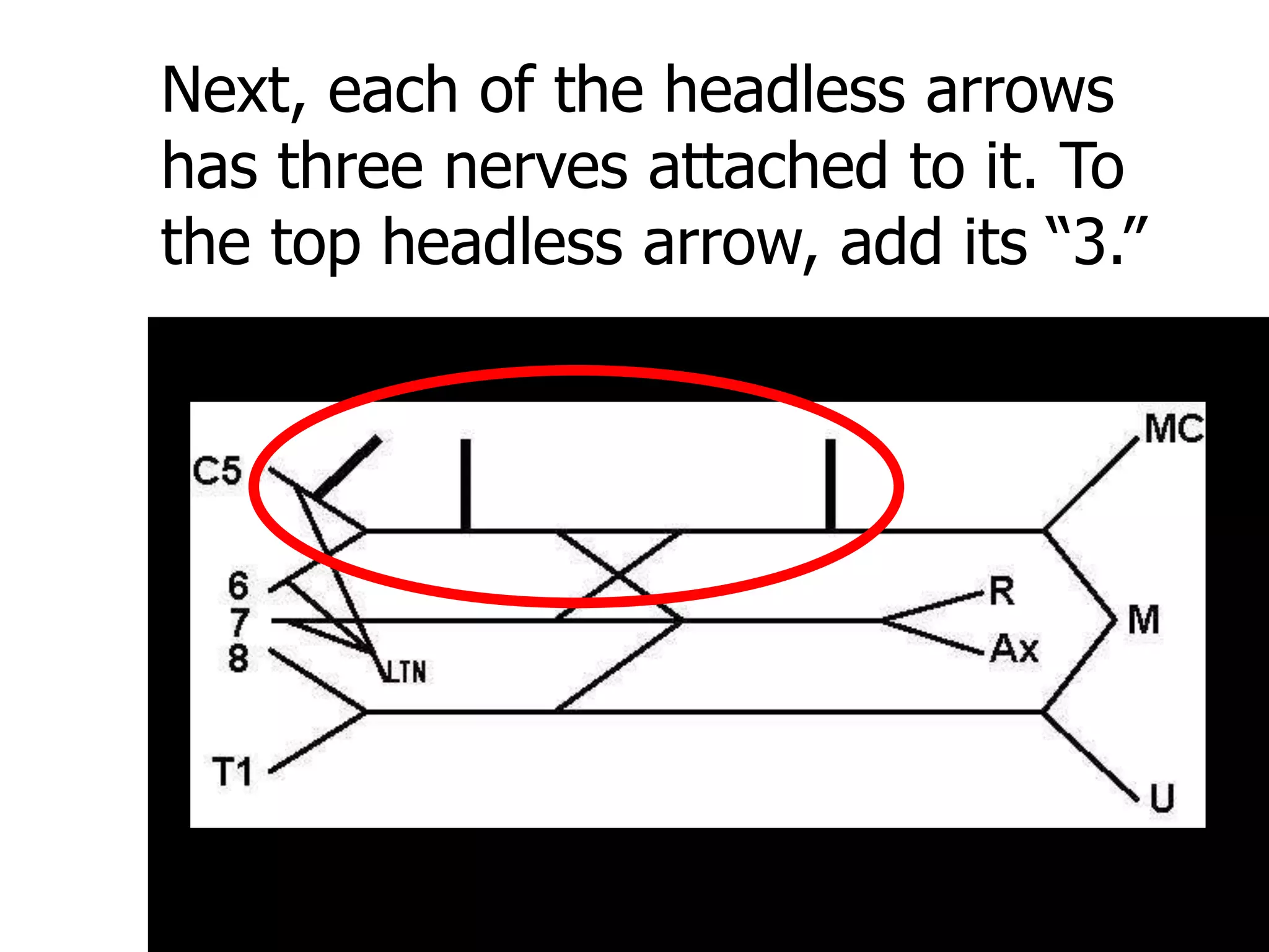 Next, each of the headless arrows
has three nerves attached to it. To
the top headless arrow, add its “3.”
 