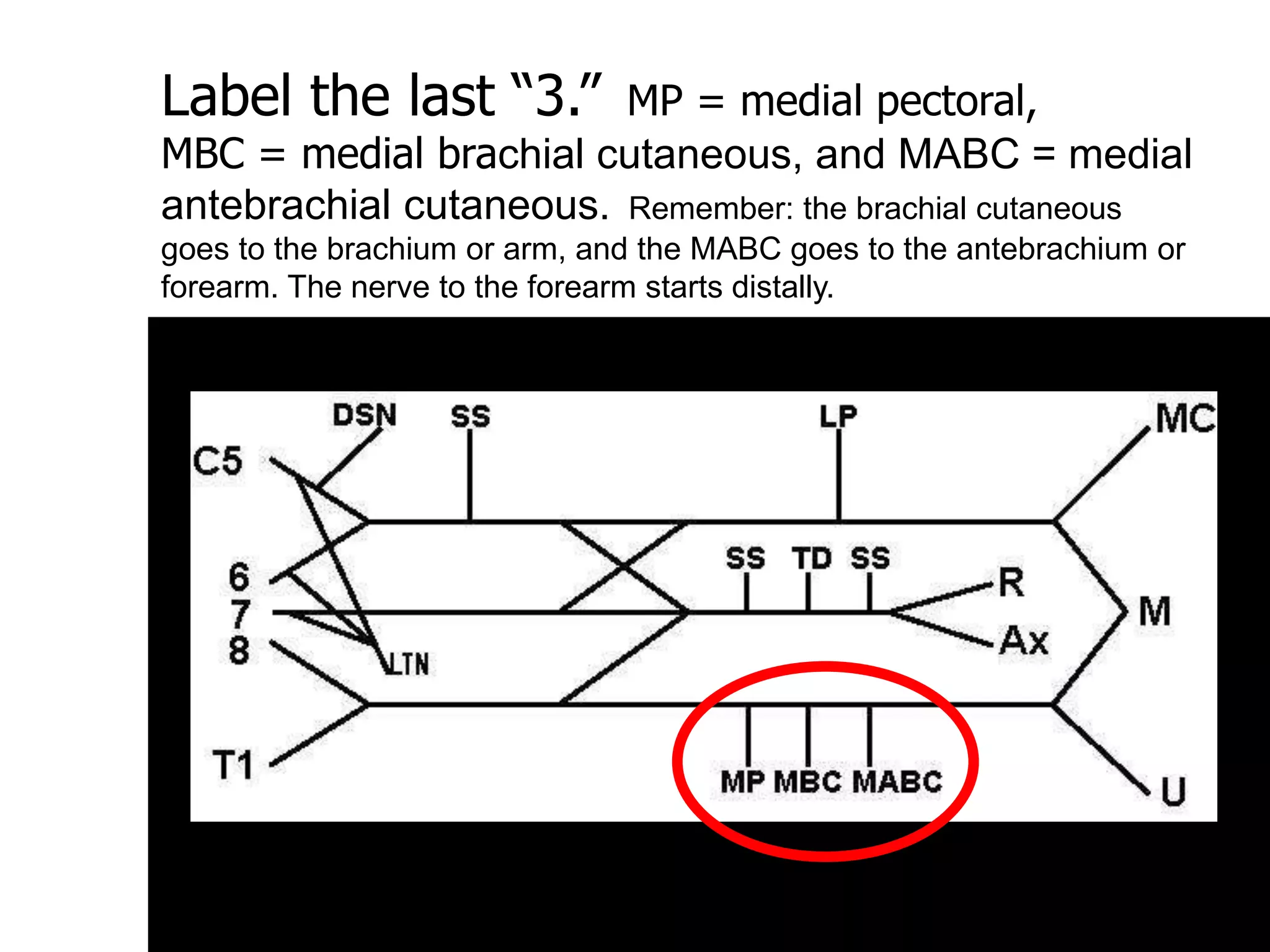 Label the last “3.” MP = medial pectoral,
MBC = medial brachial cutaneous, and MABC = medial
antebrachial cutaneous. Remember: the brachial cutaneous
goes to the brachium or arm, and the MABC goes to the antebrachium or
forearm. The nerve to the forearm starts distally.
 