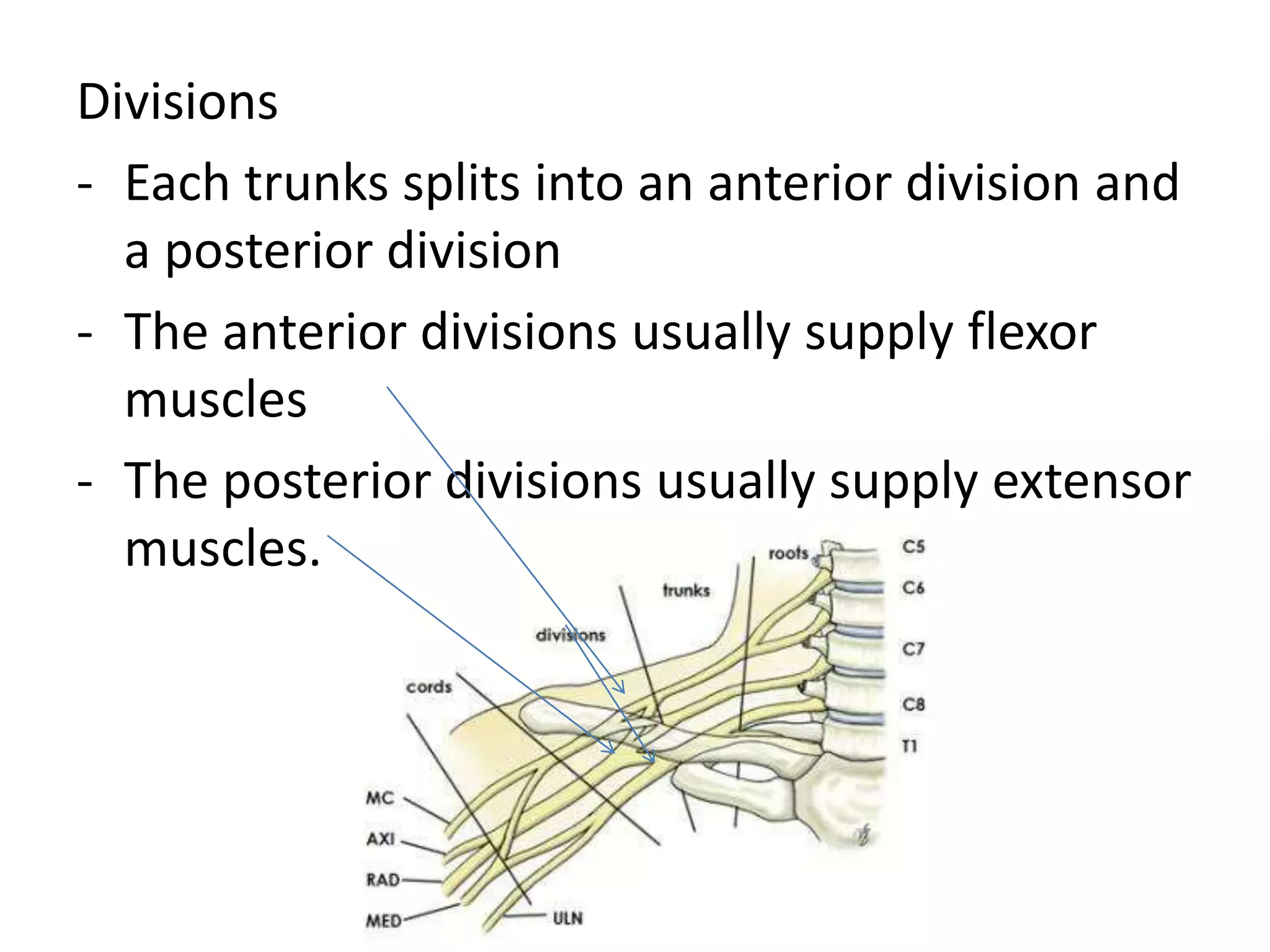 Divisions
- Each trunks splits into an anterior division and
a posterior division
- The anterior divisions usually supply flexor
muscles
- The posterior divisions usually supply extensor
muscles.
 