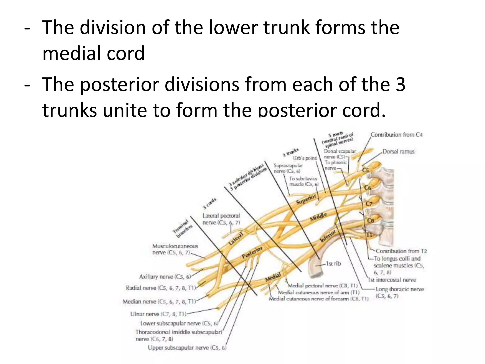 - The division of the lower trunk forms the
medial cord
- The posterior divisions from each of the 3
trunks unite to form the posterior cord.
 