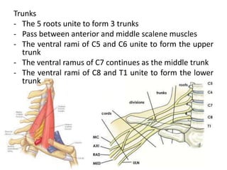 Brachial Plexus NO (1).ppt