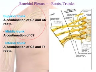 Root Plexus Brachial plexus of nerves.pptx