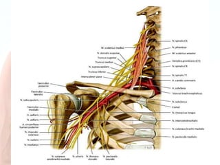 Brachial plexus of nerves.pptx
