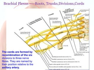 Brachial plexus of nerves.pptx