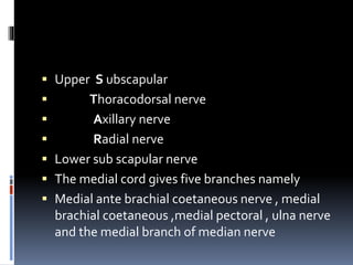  Upper S ubscapular
 Thoracodorsal nerve
 Axillary nerve
 Radial nerve
 Lower sub scapular nerve
 The medial cord gives five branches namely
 Medial ante brachial coetaneous nerve , medial
brachial coetaneous ,medial pectoral , ulna nerve
and the medial branch of median nerve
 