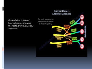 General description of
brachial plexus showing
the roots, trunks ,division,
and cords
 