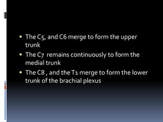 The C5, and C6 merge to form the upper
trunk
 The C7 remains continuously to form the
medial trunk
 The C8 , and theT1 merge to form the lower
trunk of the brachial plexus
 