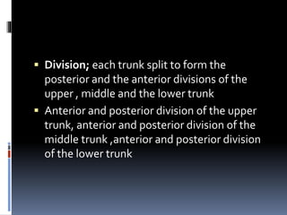  Division; each trunk split to form the
posterior and the anterior divisions of the
upper , middle and the lower trunk
 Anterior and posterior division of the upper
trunk, anterior and posterior division of the
middle trunk ,anterior and posterior division
of the lower trunk
 