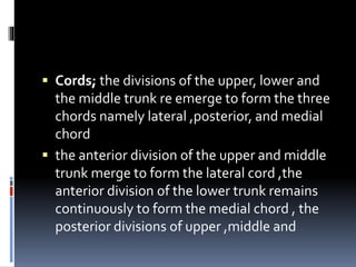 Cords; the divisions of the upper, lower and
the middle trunk re emerge to form the three
chords namely lateral ,posterior, and medial
chord
 the anterior division of the upper and middle
trunk merge to form the lateral cord ,the
anterior division of the lower trunk remains
continuously to form the medial chord , the
posterior divisions of upper ,middle and
 