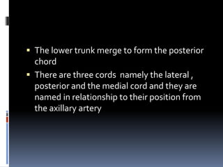  The lower trunk merge to form the posterior
chord
 There are three cords namely the lateral ,
posterior and the medial cord and they are
named in relationship to their position from
the axillary artery
 