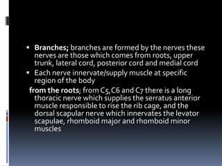  Branches; branches are formed by the nerves these
nerves are those which comes from roots, upper
trunk, lateral cord, posterior cord and medial cord
 Each nerve innervate/supply muscle at specific
region of the body
from the roots; from C5,C6 and C7 there is a long
thoracic nerve which supplies the serratus anterior
muscle responsible to rise the rib cage, and the
dorsal scapular nerve which innervates the levator
scapulae, rhomboid major and rhomboid minor
muscles
 