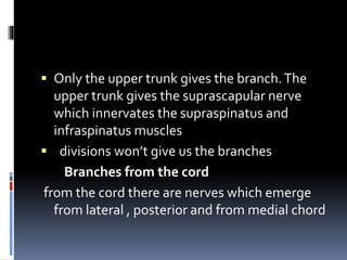  Only the upper trunk gives the branch.The
upper trunk gives the suprascapular nerve
which innervates the supraspinatus and
infraspinatus muscles
 divisions won’t give us the branches
Branches from the cord
from the cord there are nerves which emerge
from lateral , posterior and from medial chord
 