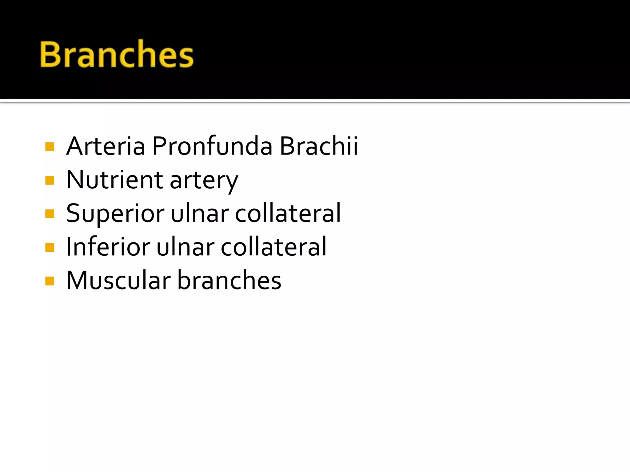  Arteria Pronfunda Brachii
Nutrient artery
Superior ulnar collateral
Inferior ulnar collateral
Muscular branches