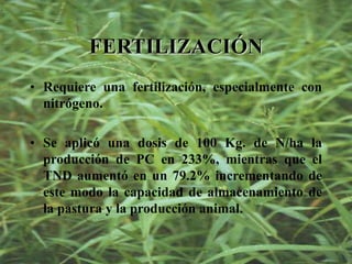 FERTILIZACIÓN
• Requiere una fertilización, especialmente con
nitrógeno.
• Se aplicó una dosis de 100 Kg. de N/ha la
producción de PC en 233%, mientras que el
TND aumentó en un 79.2% incrementando de
este modo la capacidad de almacenamiento de
la pastura y la producción animal.
 