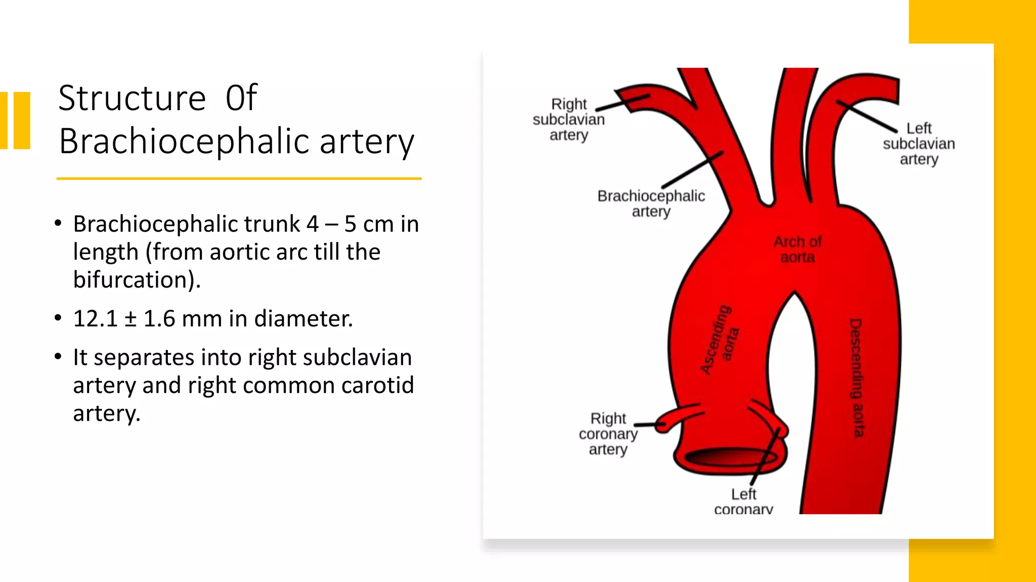 Brachiocephalic Artery Trunk Brachiocephalic Artery Trunk