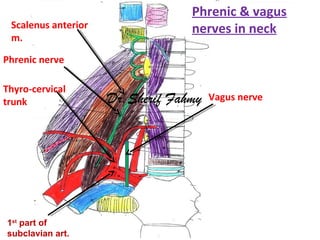 1st
part of
subclavian art.
Phrenic nerve
Thyro-cervical
trunk Vagus nerve
Scalenus anterior
m.
Phrenic & vagus
nerves in ...