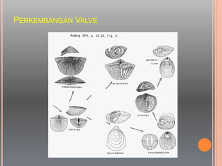 PERKEMBANGAN VALVE
 