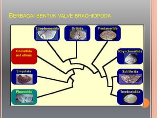 BERBAGAI BENTUK VALVE BRACHIOPODA
 