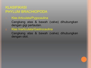 KLASIFIKASI
PHYLUM BRACHIOPODA
1. Klas Articulata/Pygocaulina
Cangkang atas & bawah (valve) dihubungkan
dengan gigi pertautan.
2. Klas Inarticulata/Gastrocaulina
Cangkang atas & bawah (valve) dihubungkan
dengan otot.
 
