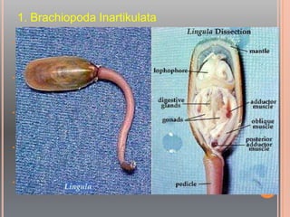 1. Brachiopoda Inartikulata
• Tidak mempunyai gigi pertautan (hinge teeth) dan garis
pertautan (hinge line)
• Pertautan kedua cangkangnya dilakukan oleh sistem
otot, sehingga setelah mati cangkang langsung terpisah.
• Cangkang umumnya berbentuk membulat atau seperti
lidah, tersusun oleh senyawa fosfat atau khitinan.
• Mulai muncul sejak Jaman Cambrian awal hingga masa
kini
• Contoh : Lingula
 