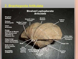 2. Brachiopoda Artikulata
• Cangkang dipertautkan oleh gigi dan socket
• Cangkang umumnya tersusun oleh material karbonatan
• Tidak mempunyai lubang anus
• Mempunyai keanekaragaman jenis yang besar
• Banyak yang berfungsi sebagai fosil index
• Mulai muncul sejak Kapur hingga kini
 