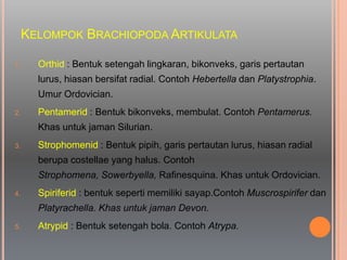 KELOMPOK BRACHIOPODA ARTIKULATA
1. Orthid : Bentuk setengah lingkaran, bikonveks, garis pertautan
lurus, hiasan bersifat radial. Contoh Hebertella dan Platystrophia.
Umur Ordovician.
2. Pentamerid : Bentuk bikonveks, membulat. Contoh Pentamerus.
Khas untuk jaman Silurian.
3. Strophomenid : Bentuk pipih, garis pertautan lurus, hiasan radial
berupa costellae yang halus. Contoh
Strophomena, Sowerbyella, Rafinesquina. Khas untuk Ordovician.
4. Spiriferid : bentuk seperti memiliki sayap.Contoh Muscrospirifer dan
Platyrachella. Khas untuk jaman Devon.
5. Atrypid : Bentuk setengah bola. Contoh Atrypa.
 