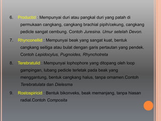 6. Productid : Mempunyai duri atau pangkal duri yang patah di
permukaan cangkang, cangkang brachial pipih/cekung, cangkang
pedicle sangat cembung. Contoh Juresina. Umur setelah Devon.
7. Rhynconellid : Mempunyai beak yang sangat kuat, bentuk
cangkang seitiga atau bulat dengan garis pertautan yang pendek.
Contoh Lepidocylus, Pugnoides, Rhynchotreta
8. Terebratulid : Mempunyai lophophore yang ditopang oleh loop
gampingan, lubang pedicle terletak pada beak yang
menggantung, bentuk cangkang halus, tanpa ornamen.Contoh
Terebratulata dan Dielesma
9. Rostospiricid : Bentuk bikonveks, beak memanjang, tanpa hiasan
radial.Contoh Composita
 