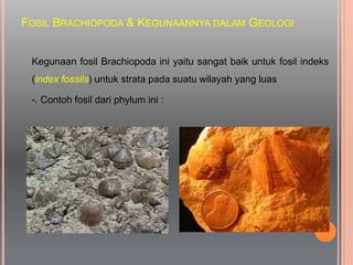 FOSIL BRACHIOPODA & KEGUNAANNYA DALAM GEOLOGI
Kegunaan fosil Brachiopoda ini yaitu sangat baik untuk fosil indeks
(index fossils) untuk strata pada suatu wilayah yang luas
-. Contoh fosil dari phylum ini :
 