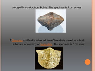 Neospirifer condor, from Bolivia. The specimen is 7 cm across
A Devonian spiriferid brachiopod from Ohio which served as a host
substrate for a colony of hederellids. The specimen is 5 cm wide
 
