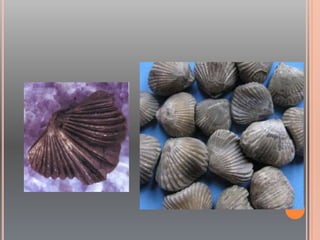Brachiopoda