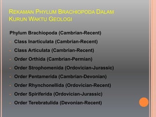 REKAMAN PHYLUM BRACHIOPODA DALAM
KURUN WAKTU GEOLOGI
Phylum Brachiopoda (Cambrian-Recent)
• Class Inarticulata (Cambrian-Recent)
• Class Articulata (Cambrian-Recent)
• Order Orthida (Cambrian-Permian)
• Order Strophomenida (Ordovician-Jurassic)
• Order Pentamerida (Cambrian-Devonian)
• Order Rhynchonellida (Ordovician-Recent)
• Order Spiriferida (Ordovician-Jurassic)
• Order Terebratulida (Devonian-Recent)
 