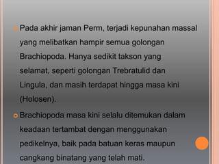  Pada akhir jaman Perm, terjadi kepunahan massal
yang melibatkan hampir semua golongan
Brachiopoda. Hanya sedikit takson yang
selamat, seperti golongan Trebratulid dan
Lingula, dan masih terdapat hingga masa kini
(Holosen).
 Brachiopoda masa kini selalu ditemukan dalam
keadaan tertambat dengan menggunakan
pedikelnya, baik pada batuan keras maupun
cangkang binatang yang telah mati.
 