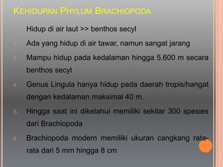 KEHIDUPAN PHYLUM BRACHIOPODA
1. Hidup di air laut >> benthos secyl
2. Ada yang hidup di air tawar, namun sangat jarang
3. Mampu hidup pada kedalaman hingga 5.600 m secara
benthos secyl
4. Genus Lingula hanya hidup pada daerah tropis/hangat
dengan kedalaman maksimal 40 m.
5. Hingga saat ini diketahui memiliki sekitar 300 spesies
dari Brachiopoda
6. Brachiopoda modern memiliki ukuran cangkang rata-
rata dari 5 mm hingga 8 cm
 