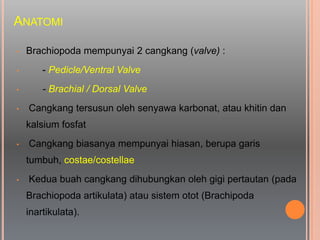 ANATOMI
• Brachiopoda mempunyai 2 cangkang (valve) :
• - Pedicle/Ventral Valve
• - Brachial / Dorsal Valve
• Cangkang tersusun oleh senyawa karbonat, atau khitin dan
kalsium fosfat
• Cangkang biasanya mempunyai hiasan, berupa garis
tumbuh, costae/costellae
• Kedua buah cangkang dihubungkan oleh gigi pertautan (pada
Brachiopoda artikulata) atau sistem otot (Brachipoda
inartikulata).
 