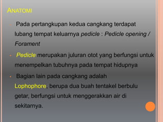 ANATOMI
• Pada pertangkupan kedua cangkang terdapat
lubang tempat keluarnya pedicle : Pedicle opening /
Forament
• Pedicle merupakan juluran otot yang berfungsi untuk
menempelkan tubuhnya pada tempat hidupnya
• Bagian lain pada cangkang adalah
Lophophore, berupa dua buah tentakel berbulu
getar, berfungsi untuk menggerakkan air di
sekitarnya.
 