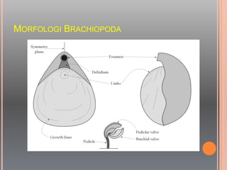 MORFOLOGI BRACHIOPODA
 