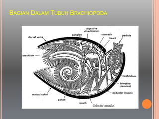 BAGIAN DALAM TUBUH BRACHIOPODA
 